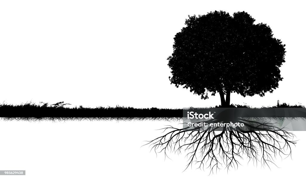 big tree silhouettes big tree silhouettes with root isolated on a white background Root Stock Photo