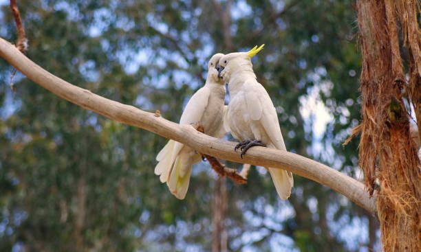 istock Low Angle View Of Cockatoos Perching On Branch 985634146