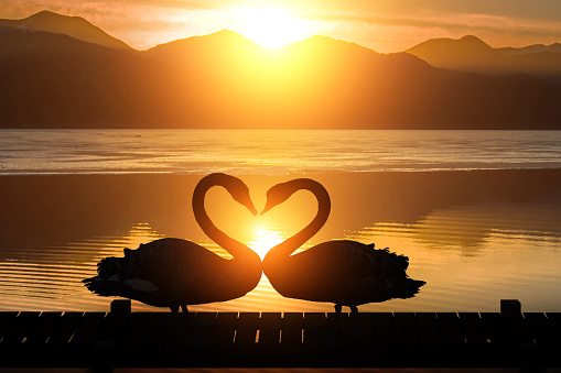 Silhouette of Swan couple in love with Heart shape on Sunset bridge lake