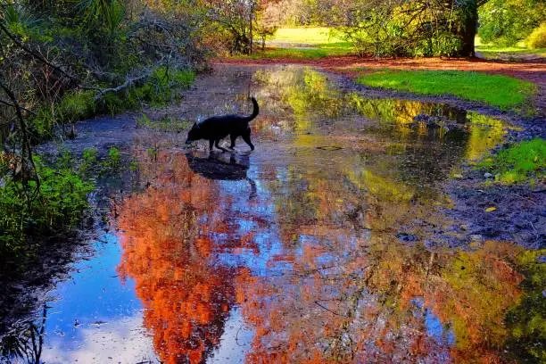 Dog in reflection