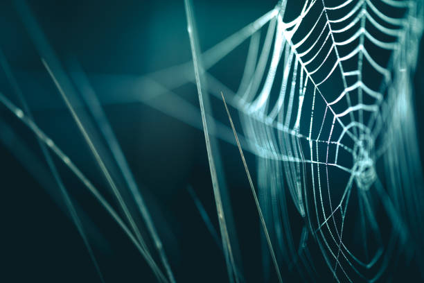 tiny dew droplets stuck in spiderweb / cobweb, extreme close-up - green silk textile shiny imagens e fotografias de stock