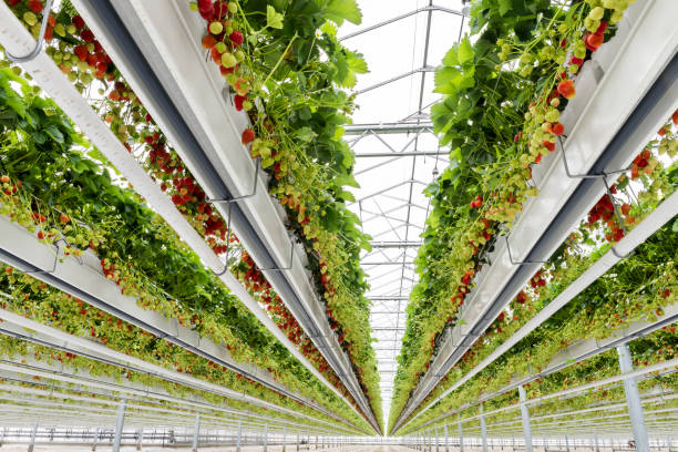 s-Gravenzande, The Netherlands - April 24, 2018: Strawberry Greenhouse with rows of ripe strawberries and strawberry flowers.