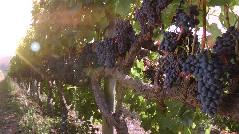 vineyards with bunches of grapes - lousada - qta de lourosa