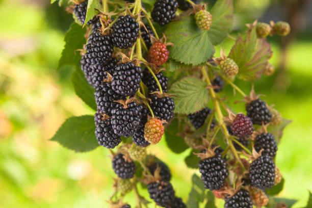 istock Blackberry on a branch in garden. 985649780