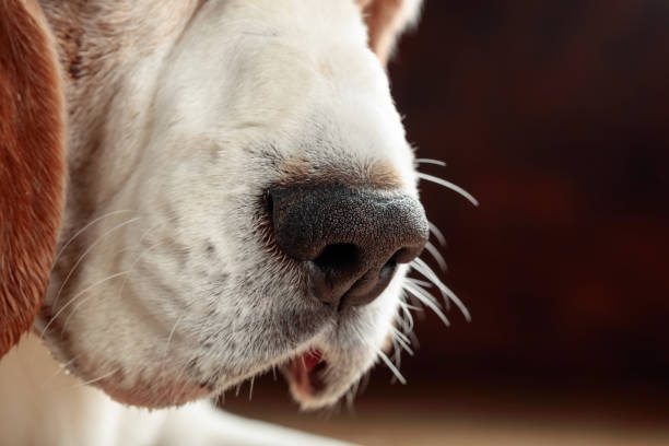 istock Close up of a dog nose. 985649898