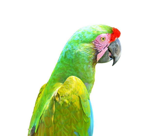 istock Green parrot head and wings isolated on white background. 985650880