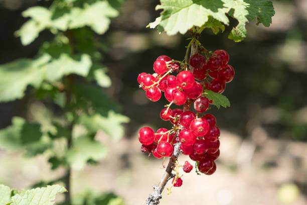 istock Branch of red currant in the garden 985651158