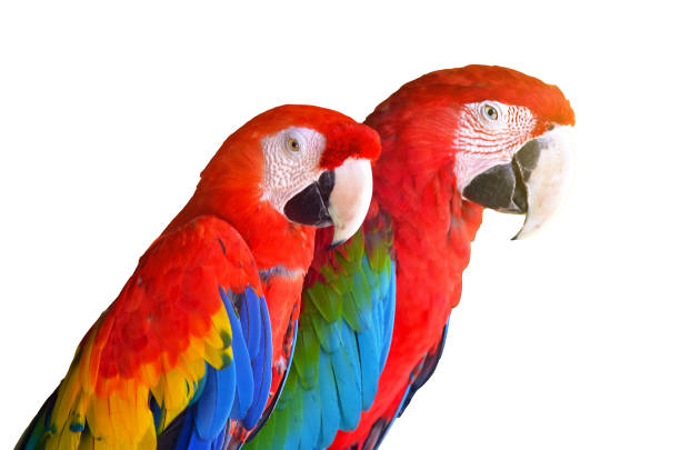 istock Two parrots red in tropical forest birds isolated on white background. 985651726
