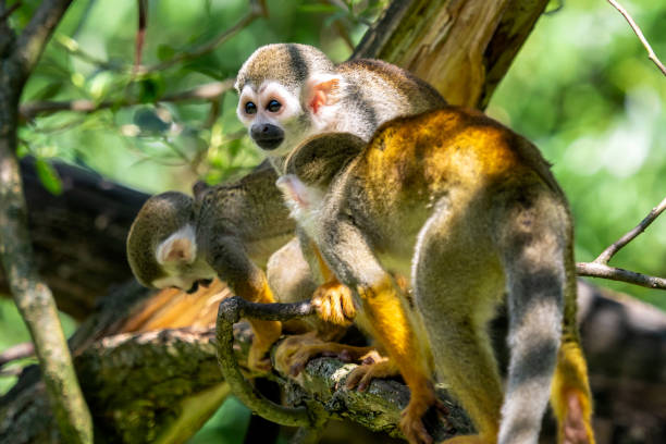 istock Common squirrel monkey (Saimiri sciureus) on tree in the nature. Wildlife animals. 985656562