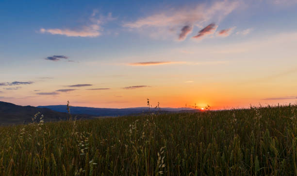 istock The golden sunrise in the fields 985662142