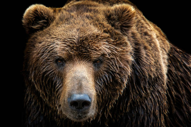 vue de face d’ours brun isolé sur fond noir. portrait de l’ours du kamtchatka (ursus arctos beringianus) - grizzli photos et images de collection