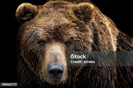 44,241 Bear Face Stock Photos, Pictures & Royalty-Free Images - iStock |  Polar bear face, Grizzly bear face, Teddy bear face