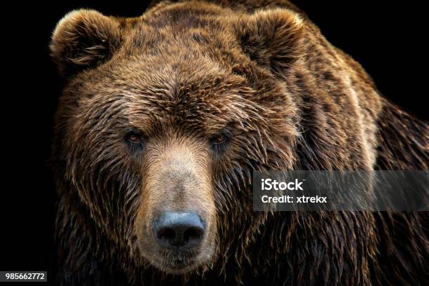 Front View Of Brown Bear Isolated On Black Background Portrait Of Kamchatka Bear Stock Photo - Download Image Now