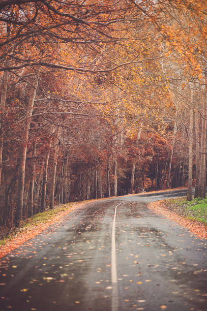 istock Tranquility Autumn Fall Wet Asphalt Road through a Leafy Forest 985665310