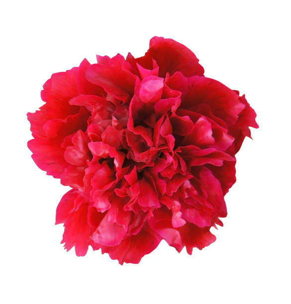 istock Chrysanthemum flower isolated on a white background without a shadow. Close up. Macro. red. (Asteraceae). 985665352