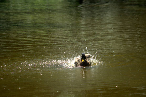 istock Male Mallard duck on water 985670680