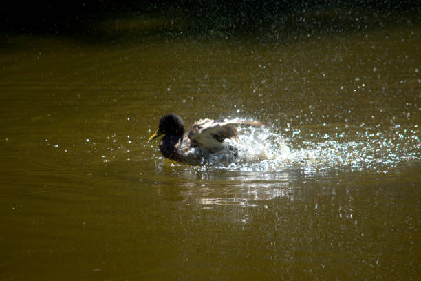 istock Male Mallard duck on water 985671296