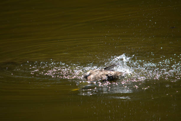 istock Male Mallard duck on water 985672012