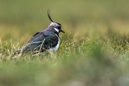 A lapwing in the biotop of beeden