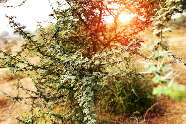 Vachellia nilotica tree outdoor in the desert known as keeker in