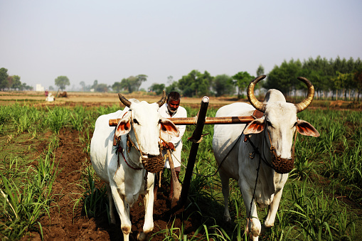 Rural farmer of Indian ethnicity ploughing field using wooden plough for next crop plantation during summer season.