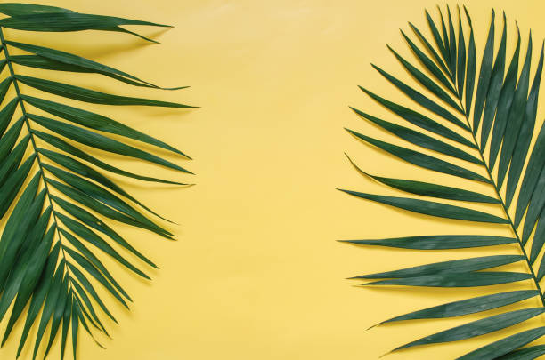 istock Tropical palm leaves border frame isolated on pastel yellow background isolated 985676018