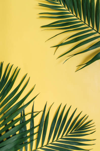 istock Tropical palm leaves border frame isolated on pastel yellow background isolated 985676026