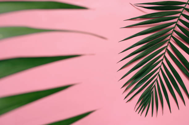 istock Tropical palm leaves on pastel pink background 985676088