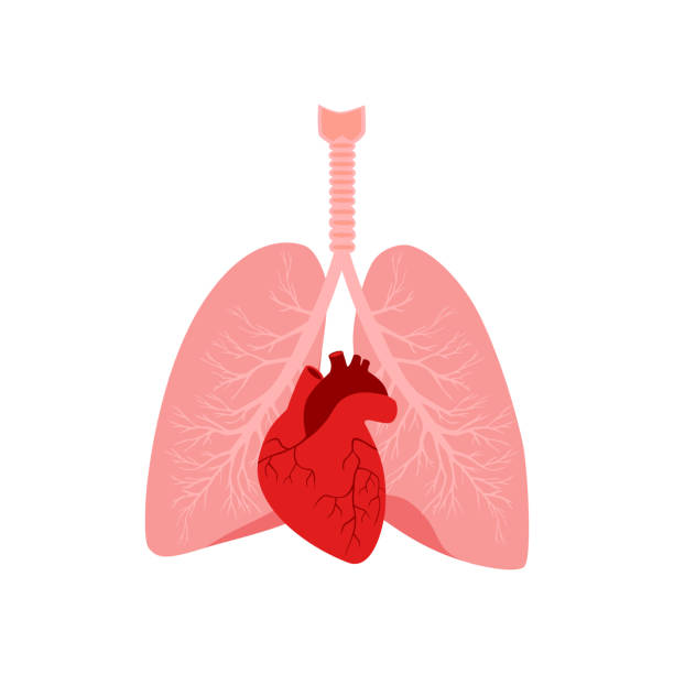 Human Heart And Lungs Stock Illustration - Download Image Now - Lung, Heart  - Internal Organ, Diagram - iStock