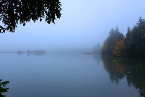istock Pacific Northwest forest and Puget sound 985682648