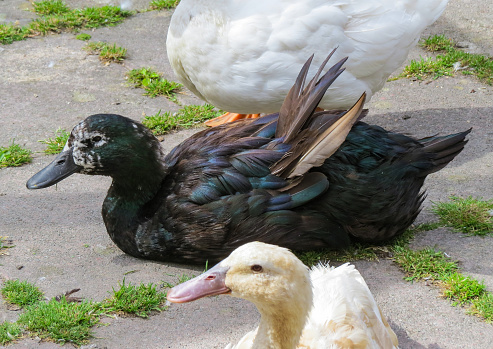 Elderly black Cayuga duck during a moult. Showing old lifted wing feathers faded to brown about to fall out. Age related grey feathers on her face.