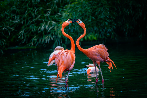 Two beautiful Caribbean Flamingos fighting in a lake