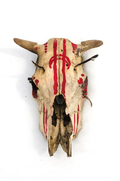istock painted cow skull isolated on white 985713936
