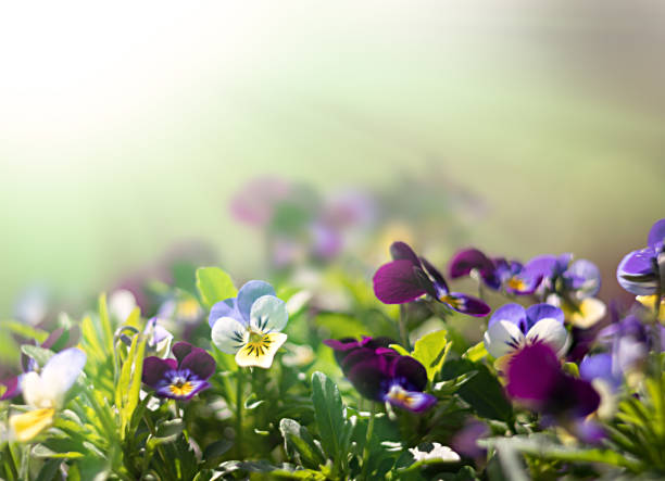 istock pansies flowers in the garden 985722980