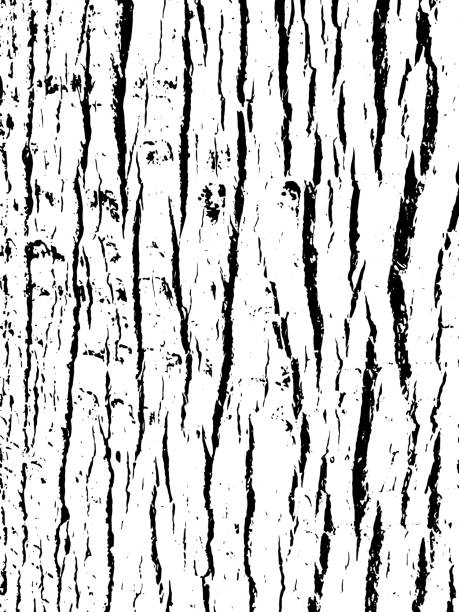 illustrazioni stock, clip art, cartoni animati e icone di tendenza di texture della corteccia dell'albero. sfondo in legno per il graphic design. - bark