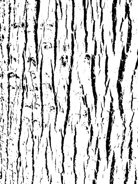 Tree bark texture. Wooden background for graphic design. Vector illustration. Distressed overlay for your design. tree bark stock illustrations