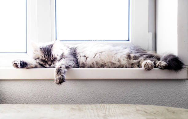 Lazy fat cat sleeping