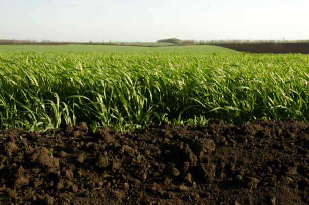 istock soil and green grass with field and sky 985749936