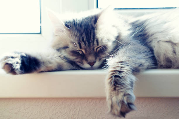 Grey and white cat grooming itself by licking its fur while lying on a carpet in a home interior
