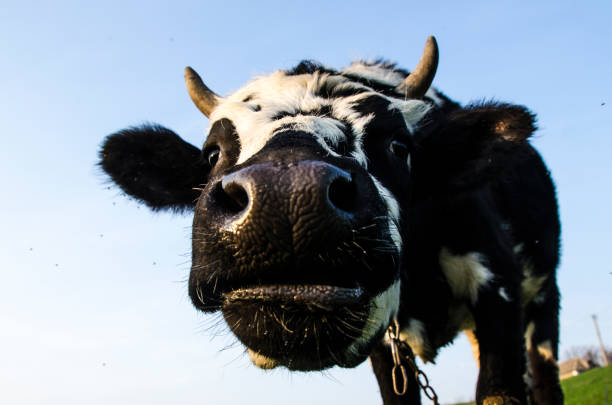 istock cow face close-up on sky background 985752024