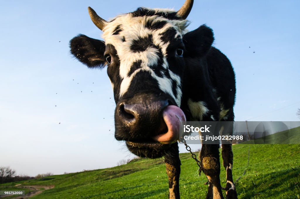草原に鼻クローズ アップで舌と牛の顔 - ��牝牛のロイヤリティフリーストックフォト