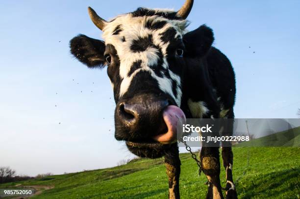 草原に鼻クローズ アップで舌と牛の顔 - 牝牛のストックフォトや画像を多数ご用意 - 牝牛, ユーモア, 可愛らしい