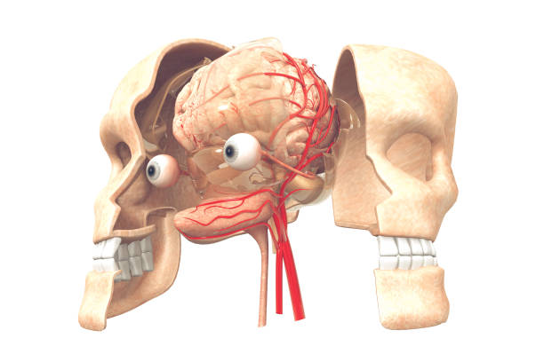 istock Anatomy of human brain 985754248