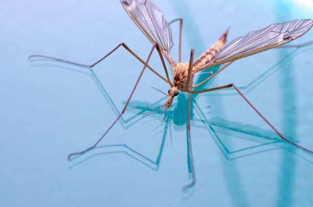 istock mosquito macro isolated on glass 985756698