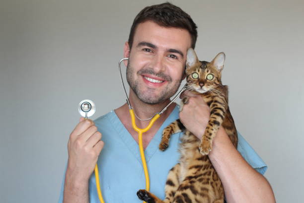 istock Handsome vet holding a cute bengal cat 985758934