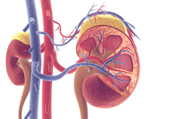 human kidney cross section - suprarenal gland imagens e fotografias de stock