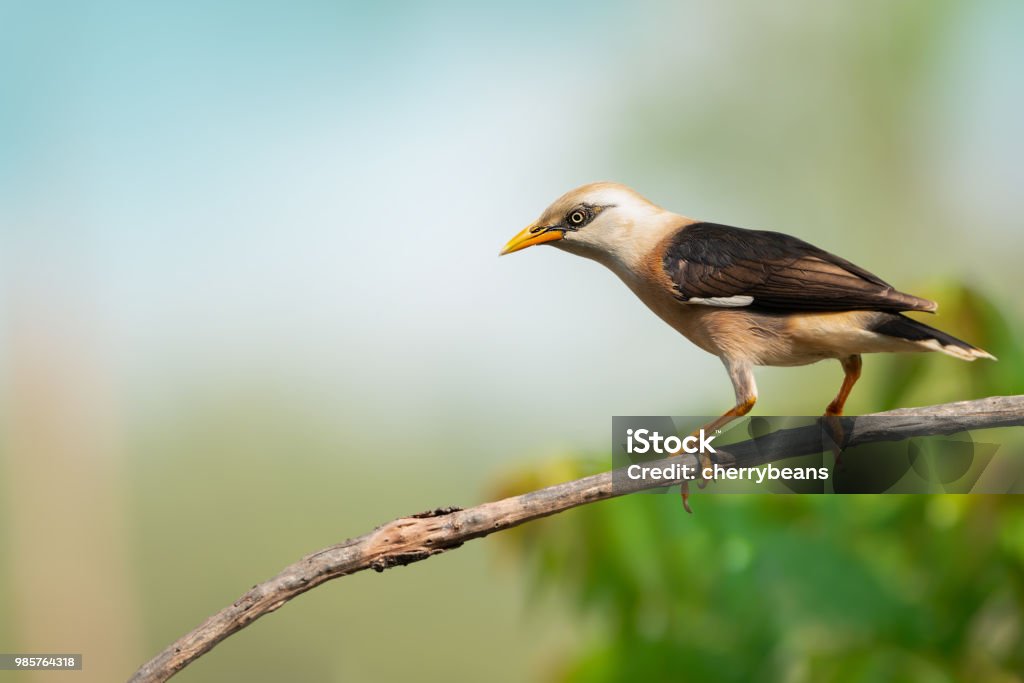 Bird Side Starling Bird Side View Stock Photo - Download Image Now - Animal ...