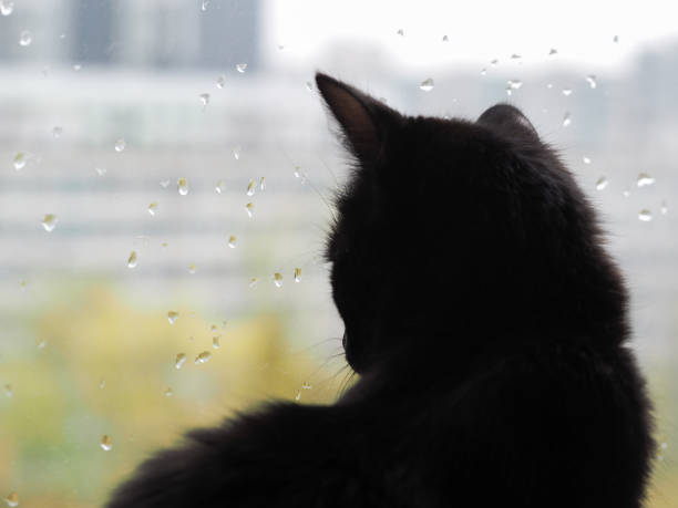 Silhouette of a cat on a window background. Black cat watching the raindrops on the glass