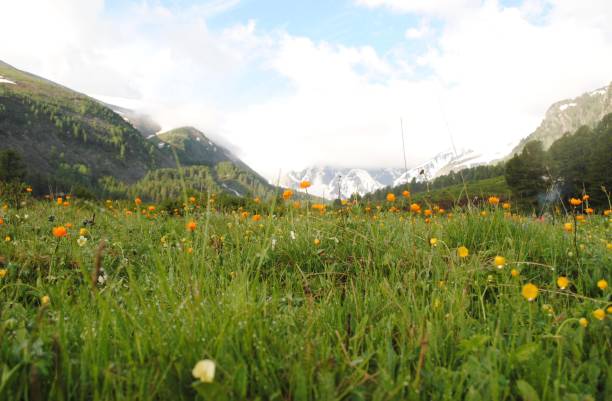 istock snow-capped mountains and mountain flowers 985778422
