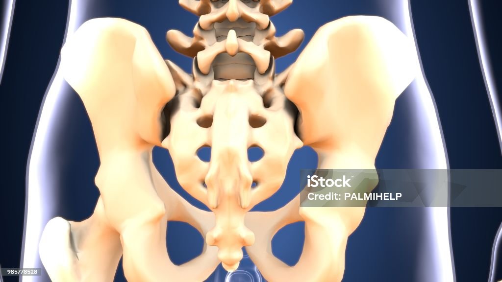 3D illustration of Hip bone diagram hip bone anatomy The hip bone is a large flat bone, constricted in the center and expanded above and below. In some vertebrates  it is composed of three parts: the , and the pubis. Anatomy Stock Photo